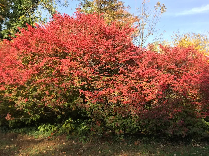 tree at arboretum