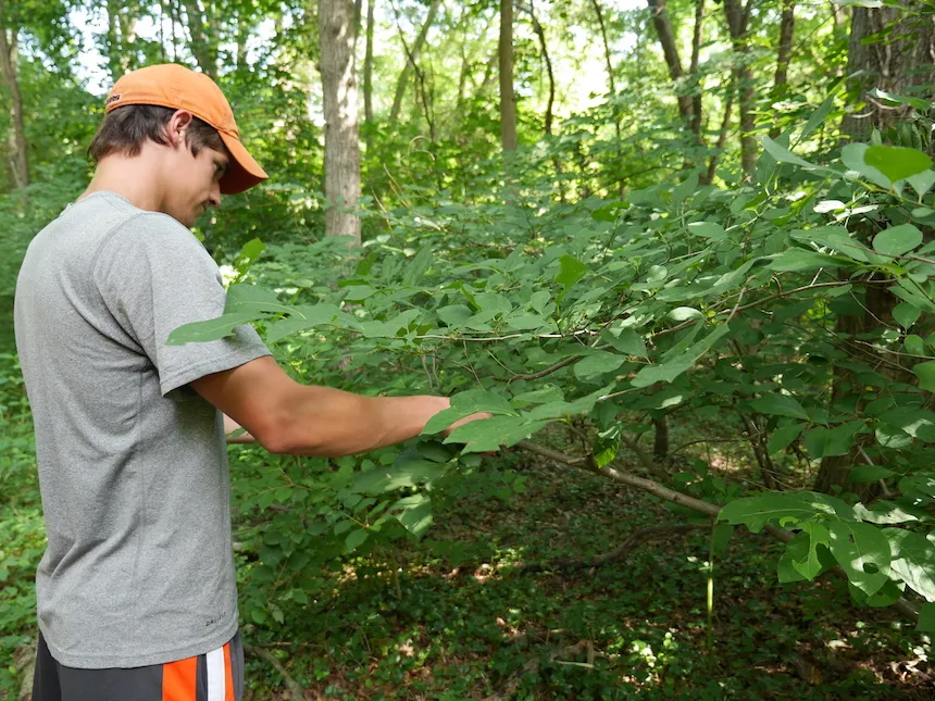 research at arboretum